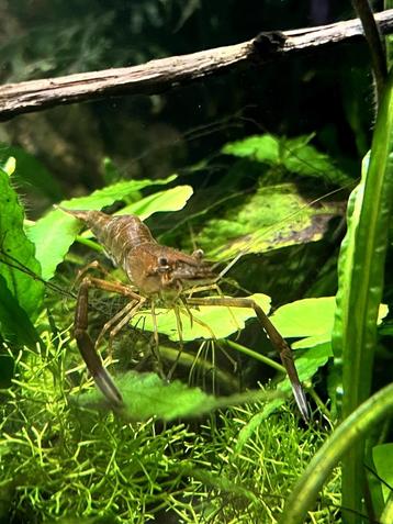 Roodschaargarnalen / schokogarnaal (Macrobrachium dayanum) beschikbaar voor biedingen