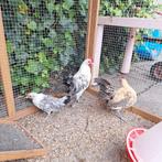 Friese hoen kriel hanen, Dieren en Toebehoren, Pluimvee, Mannelijk, Kip
