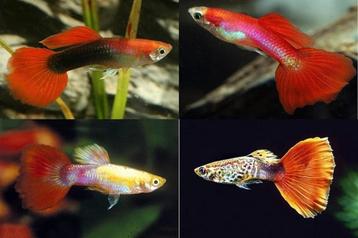 Vissen en planten voor de halve prijs! beschikbaar voor biedingen