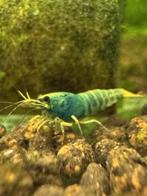 blue taitibee garnalen met BOA gen | caridina garnalen, Kreeft, Krab of Garnaal, Zoetwatervis, Schoolvis