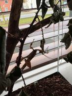 Flappentakken en 50 eitjes, Dieren en Toebehoren, Insecten en Spinnen, Wandelende tak