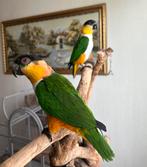 een koppel Caiques – 5 en 6 jaar oud, Dieren en Toebehoren, Vogels | Parkieten en Papegaaien, Meerdere dieren, Parkiet