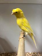 Reinlander kanaries tt kwaliteit, Dieren en Toebehoren, Vogels | Kanaries, Meerdere dieren, Kleurkanarie