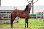 Sportpony's te koop, Dieren en Toebehoren, Pony's, Merrie, Met stamboom, Springpony, 0 tot 2 jaar