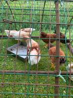 Jonge hanen, Dieren en Toebehoren, Mannelijk, Kip