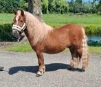 **GROTE & ONWIJS LIEVE NSPS SHETLANDER RUIN **, Dieren en Toebehoren, Pony's, Ruin, A pony (tot 1.17m), Recreatiepony, Ontwormd