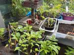 Paprika plantjes, Ophalen, Volle zon, Groenteplanten, Eenjarig