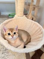 Golden Shaded Kitten (mannetje), Dieren en Toebehoren, Katten en Kittens | Raskatten | Korthaar, Meerdere dieren, Gechipt, 0 tot 2 jaar