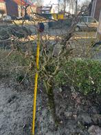 Kronkelhazelaar op stam, Tuin en Terras, Planten | Bomen, Overige soorten, 100 tot 250 cm, Zomer, Ophalen