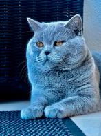 British Shorthair dekkater beschikbaar - Gezond en selectief, Dieren en Toebehoren, 0 tot 2 jaar