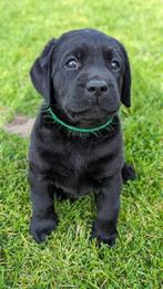Zwarte labrador pups van geteste ouders, Dieren en Toebehoren, Honden | Retrievers, Spaniëls en Waterhonden, CDV (hondenziekte)