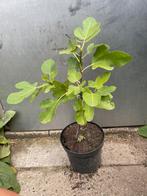 Mooi model vijgenboom op stam Brown Turkey, Tuin en Terras, Ophalen, Minder dan 100 cm, Volle zon, In pot