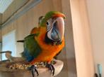 Catalina Ara | Getest | Lief | Aanhankelijk | Getrained, Dieren en Toebehoren, Vogels | Parkieten en Papegaaien, Meerdere dieren