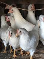 Jonge, witte leghennen, Dieren en Toebehoren, Pluimvee, Vrouwelijk, Kip