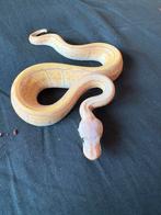 Terrarium+Python Regius1.0 Banana Pinstripe Phantom hetClown, Dieren en Toebehoren, Reptielen en Amfibieën, Slang, Met terrarium