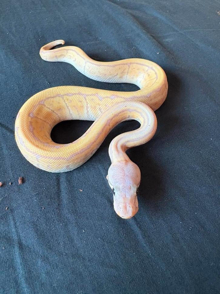 Terrarium+Python Regius1.0 Banana Pinstripe Phantom hetClown