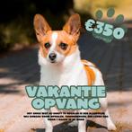 vakantie opvang hond, Uitlaatservice