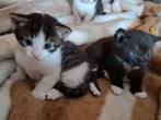 3 hele schattige lieve kittens, Dieren en Toebehoren, Katten en Kittens | Overige Katten, Meerdere dieren