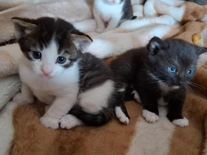 3 hele schattige lieve kittens, Dieren en Toebehoren, Katten en Kittens | Overige Katten, Meerdere dieren
