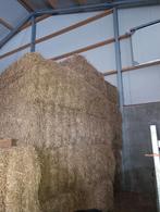 Hooi te koop paarden pony koeien, Ophalen of Verzenden, Vee