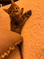 Kitten, Kater, Ontwormd, 0 tot 2 jaar