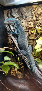 Varanus macraei 1.0 met exxo terra, Dieren en Toebehoren