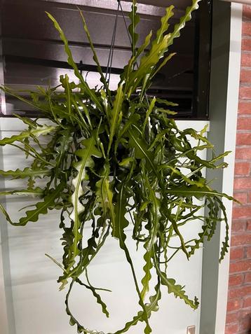 Epiphyllum anguliger beschikbaar voor biedingen
