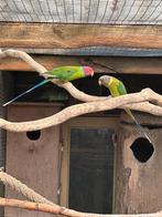 Pruimkop parkieten, Dieren en Toebehoren, Meerdere dieren, Parkiet