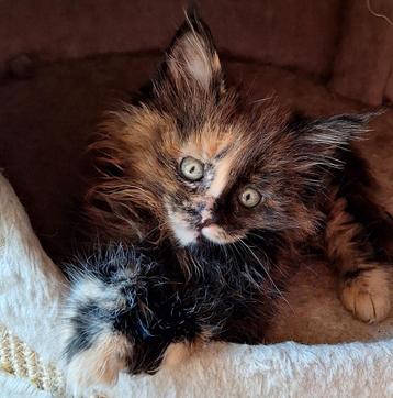 Maine coon kittens, zulke scheetjes🥰🥰 beschikbaar voor biedingen