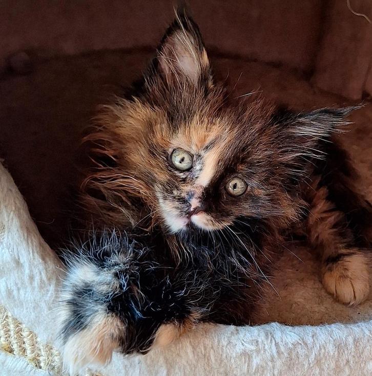 Maine coon kittens, zulke scheetjes🥰🥰, Dieren en Toebehoren, Katten en Kittens | Raskatten | Langhaar, Meerdere dieren, 0 tot 2 jaar