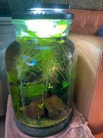 Prachtig klein nano tafel aquarium, Ophalen of Verzenden, Zo goed als nieuw