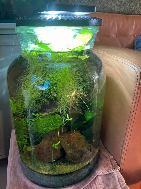 Prachtig klein nano tafel aquarium, Dieren en Toebehoren, Vissen | Aquaria en Toebehoren, Zo goed als nieuw, Ophalen of Verzenden