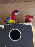 Koppel Rosella’s, Dieren en Toebehoren, Vogels | Parkieten en Papegaaien, Meerdere dieren, Parkiet