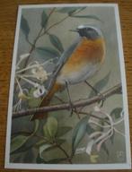 Gekraagde Roodstaart naar aquarel Rein Stuurman, Ophalen of Verzenden, 1940 tot 1960, Ongelopen, Vogel