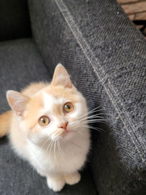 Onzettend lieve Britse korthaar kittens mogen gelijk mee, Dieren en Toebehoren, Katten en Kittens | Raskatten | Korthaar, Kater