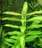 Waterplant Hygrophila polysperma, Ophalen, Zo goed als nieuw, Plant(en), Steen of Hout