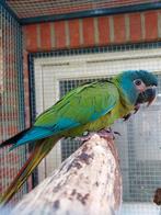 Blauwkopara's, Dieren en Toebehoren, Vogels | Parkieten en Papegaaien, Meerdere dieren, Parkiet