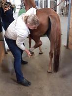 Behandeling osteopathie voor paarden., Ophalen, Nieuw, Overige soorten