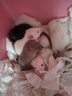❤️Tamme Gezins Rittens Ratjes🐁❤️🥰 Agouti Albino Solid, Rat, Meerdere dieren, Tam, Oktober