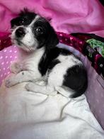 Puppy havapoo / boeren fox, Dieren en Toebehoren, Honden | Niet-rashonden, Particulier, Rabiës (hondsdolheid), 8 tot 15 weken