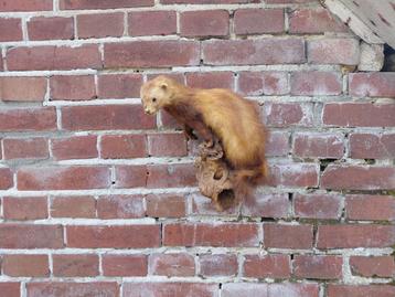 Opgezette bunzing op boomstronk. beschikbaar voor biedingen