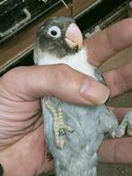 Prachtige piep jonge agapornis personata opaline grijs df, Mannelijk, Dwergpapegaai of Agapornis, Geringd