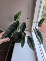 Alocasia Venusta, Ophalen of Verzenden, Overige soorten, Minder dan 100 cm