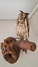 Opgezette (Rans)uil (Taxidermie), Ophalen, Zo goed als nieuw, Vogel, Opgezet dier