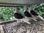 4 schildpostduiden 3x rood 1x geel., Dieren en Toebehoren, Vogels | Duiven, Meerdere dieren, Postduif