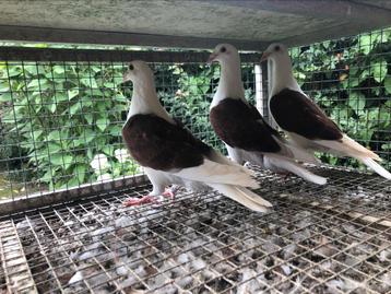 4 schildpostduiden 3x rood 1x geel. beschikbaar voor biedingen