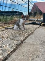 Mooie boerderij kittens te koop, Dieren en Toebehoren, Katten en Kittens | Overige Katten, Meerdere dieren, Kortharig, 0 tot 2 jaar