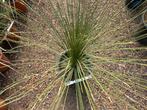 Dasylirion longissimum - Mexicaanse grasboom te koop, Tuin en Terras, In pot, Minder dan 100 cm, Overige soorten, Volle zon