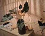 Philodendron verrucosum grote plant, Huis en Inrichting, Kamerplanten, Ophalen of Verzenden, Overige soorten, Minder dan 100 cm