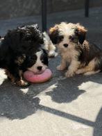 Havanezer x Cavalier King Charles Spaniel, Rabiës (hondsdolheid), Overige rassen, 8 tot 15 weken, Meerdere